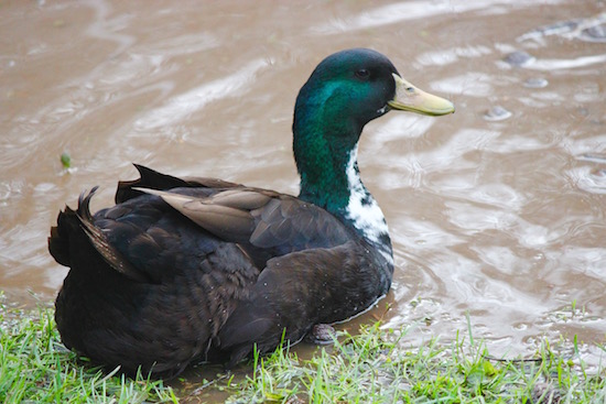 The Trouble With Ducks: 10 Things to Consider Before Adopting Ducks