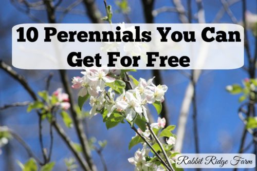 10 Perennials You Can Get for Free