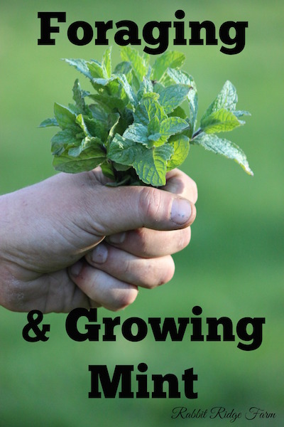 Foraging & Growing Mint