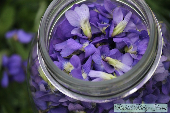 Foraging: Violets Plus a Violet Syrup Recipe
