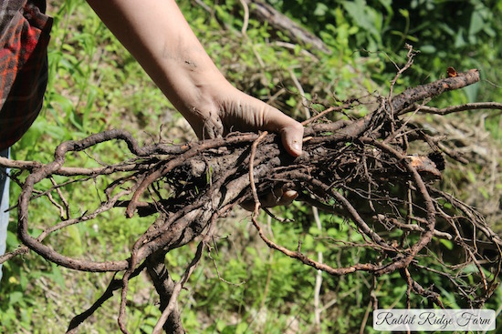 Foraging: Sassafras Roots