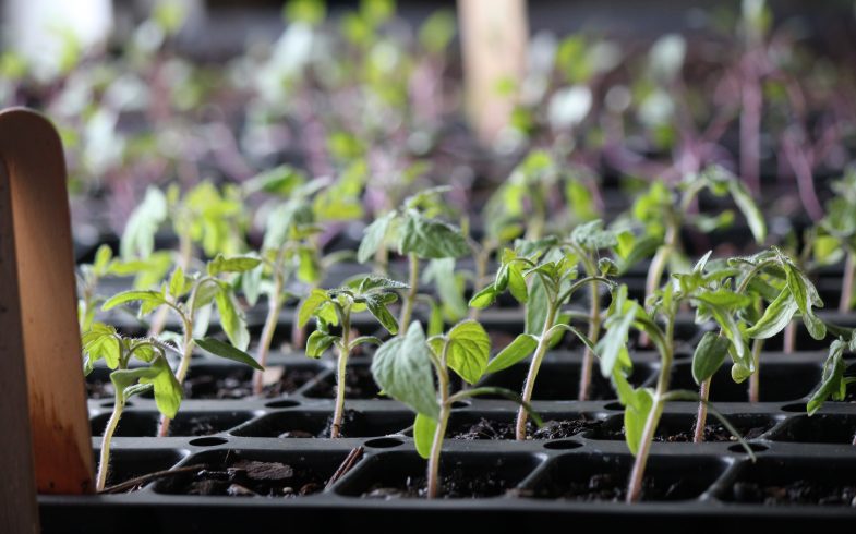 Springtime Hope: Tips for Growing Healthy Seedlings